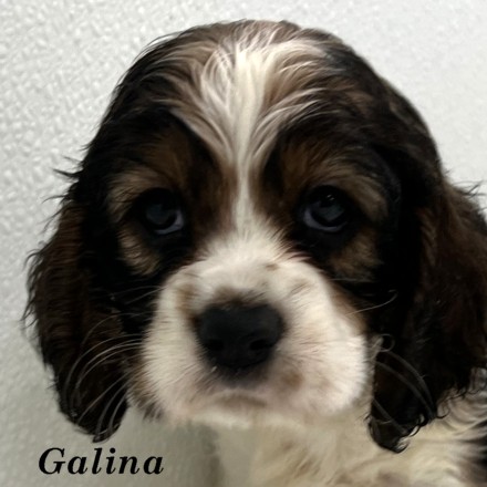 puppy, for, sale, Cocker Spaniel, Joe & Cherri  Overlease, dog, breeder, Miller, MO, dog-breeder, puppy-for-sale, forsale, nearby, find, puppyfind, locator, puppylocator, aca